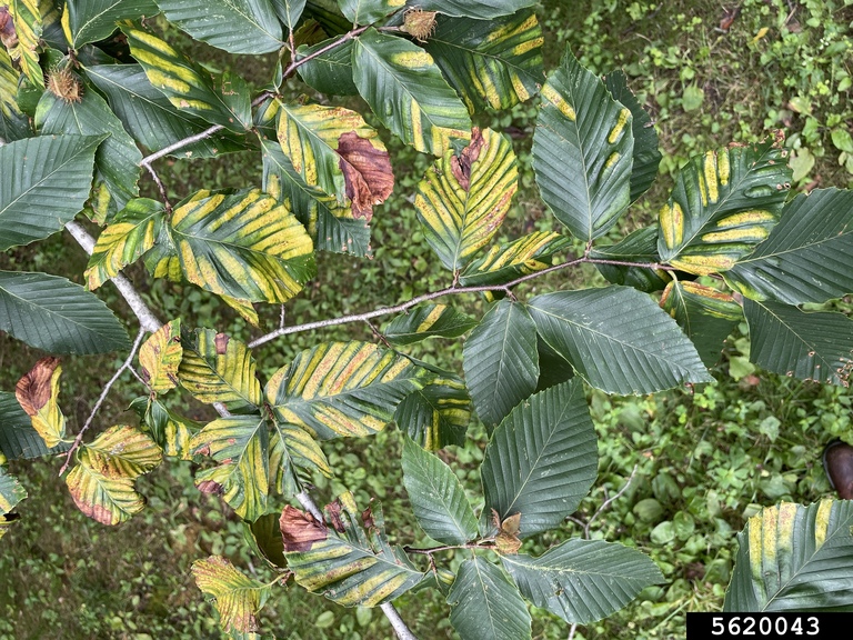 Litylenchus crenatae mccannii (Beech leaf disease).jpg